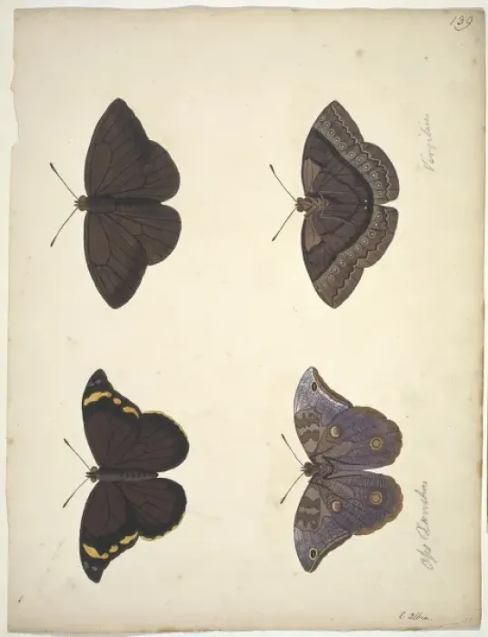 Framed Print : Unpublished lepidoptera watercolour by Eleazar Albin Framed Print : Unpublished lepidoptera watercolour by Eleazar Albin