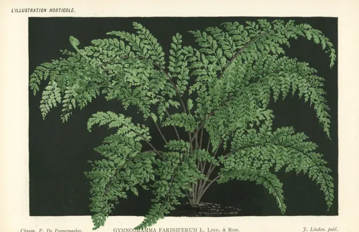 Framed Print : Unresolved fern species, Gymnogramma farinifera