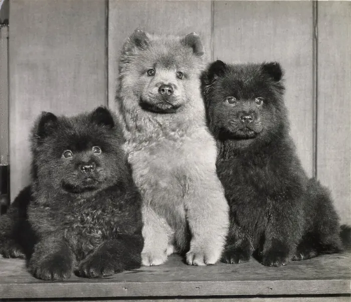Framed Print : Unusual Friends - three Chow puppies. Date: 1950s Framed Print : Unusual Friends - three Chow puppies. Date: 1950s