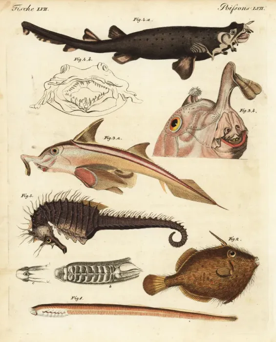 Framed Print : Unusual marine creatures Framed Print : Unusual marine creatures