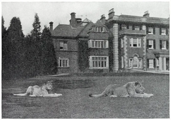 Framed Print : An unusual welcome for visitors to Colney Hall, Norwich, the home of Mr. Hugh G. Barclay, in the form of two nine-month-old lions, who prowl the surrounding lawns. The pair were brought back from Africa by Miss Barclay. Date: 1911 Framed Print : An unusual welcome for visitors to Colney Hall, Norwich, the home of Mr. Hugh G. Barclay, in the form of two nine-month-old lions, who prowl the surrounding lawns. The pair were brought back from Africa by Miss Barclay. Date: 1911