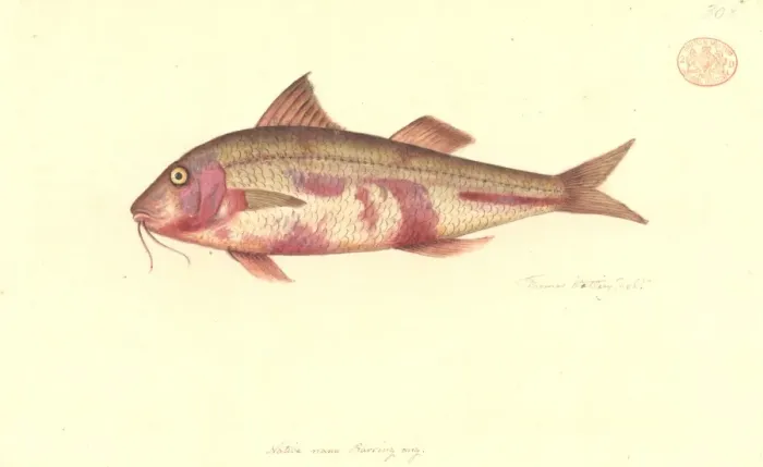 Framed Print : Upeneichthys lineatus, blue-lined goatfish Framed Print : Upeneichthys lineatus, blue-lined goatfish