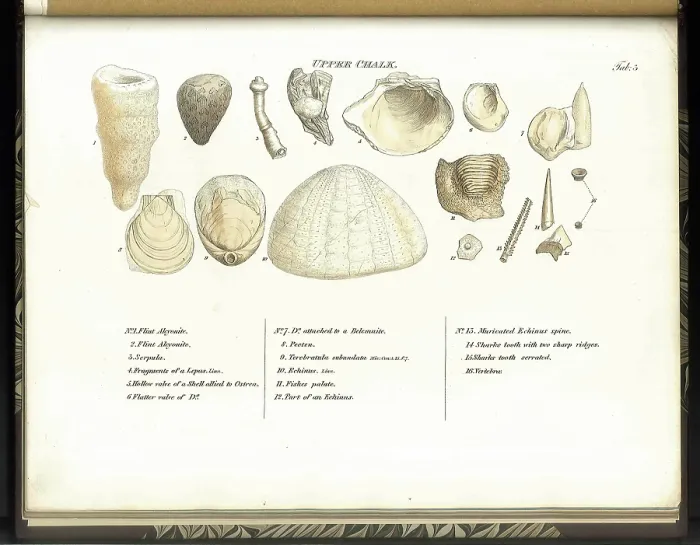 Framed Print : Upper Chalk fossils Framed Print : Upper Chalk fossils
