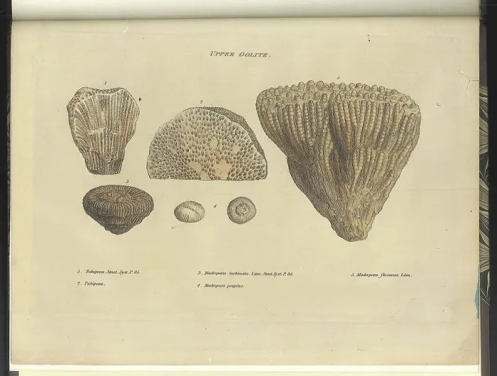 Framed Print : Upper Oolite fossils Framed Print : Upper Oolite fossils