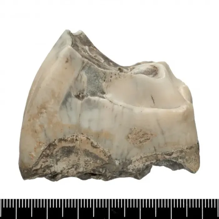 Framed Print : Upper premolar of Stephanorhinus hundsheimensis Framed Print : Upper premolar of Stephanorhinus hundsheimensis
