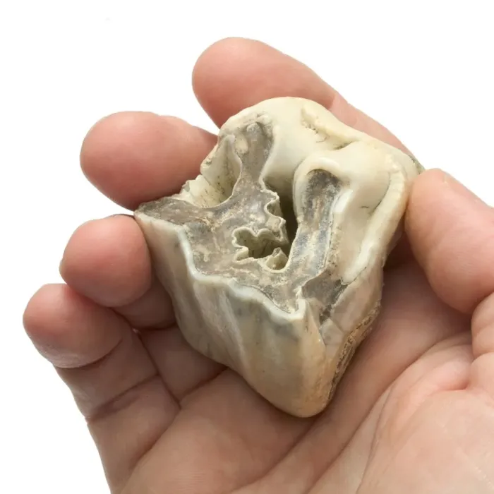 Framed Print : Upper premolar of Stephanorhinus hundsheimensis Framed Print : Upper premolar of Stephanorhinus hundsheimensis