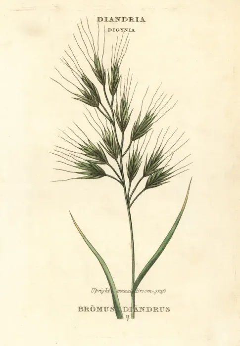 Framed Print : Upright annual broom-grass or brome grass, Bromus diandrus Framed Print : Upright annual broom-grass or brome grass, Bromus diandrus