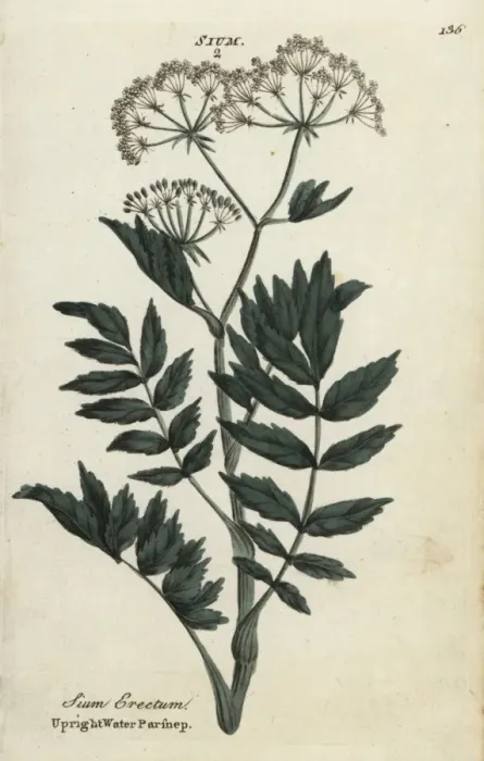 Framed Print : Upright or cutleaf water parsnip, Berula erecta Framed Print : Upright or cutleaf water parsnip, Berula erecta