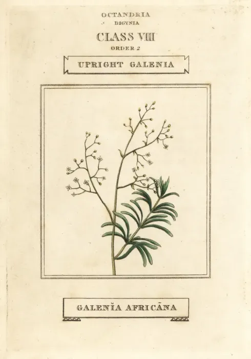 Framed Print : Upright galenia, Galenia africana Framed Print : Upright galenia, Galenia africana