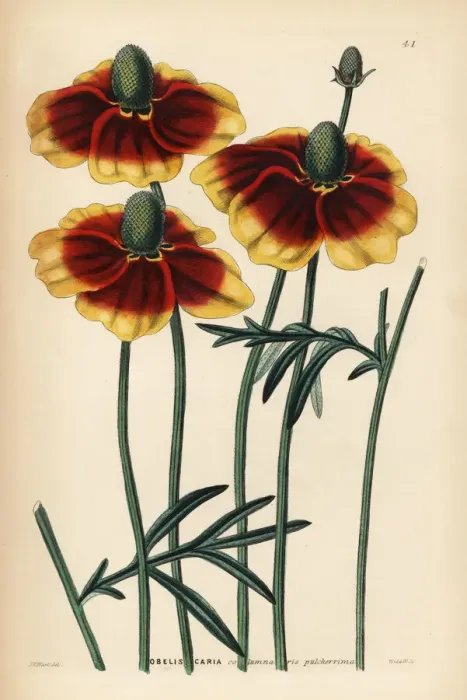 Framed Print : Upright prairie coneflower or Mexican hat Framed Print : Upright prairie coneflower or Mexican hat