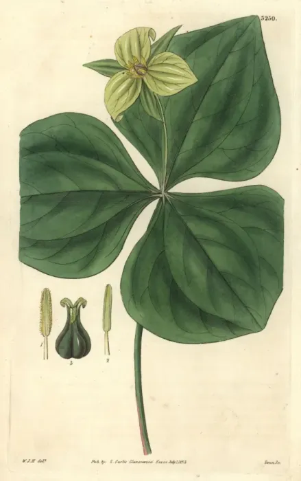 Framed Print : Upright-stalked trillium, Trillium erectum var viridiflorum Framed Print : Upright-stalked trillium, Trillium erectum var viridiflorum