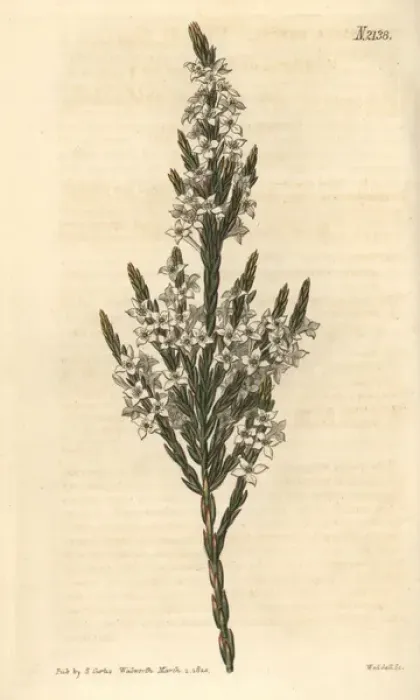 Framed Print : Upright struthiola, Struthiola erecta Framed Print : Upright struthiola, Struthiola erecta