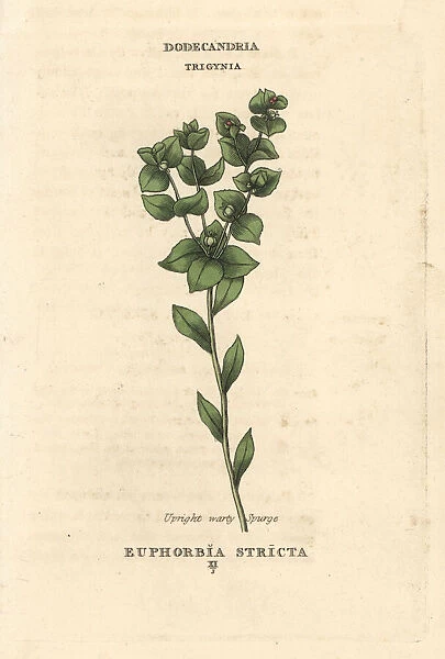 Upright warty spurge, Euphorbia stricta