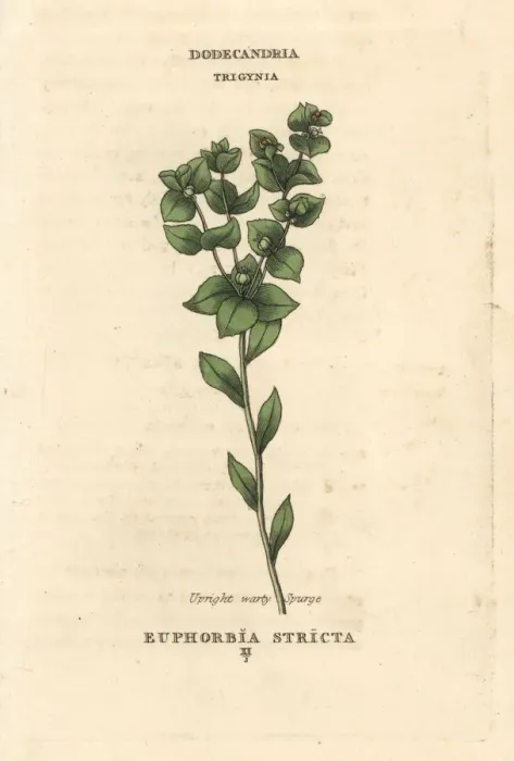Framed Print : Upright warty spurge, Euphorbia stricta Framed Print : Upright warty spurge, Euphorbia stricta
