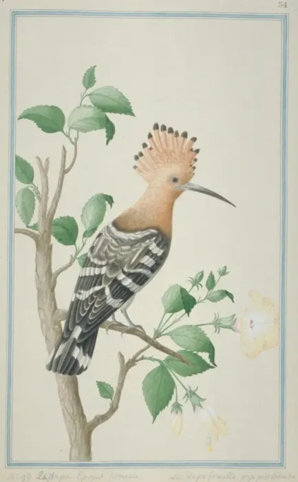 Framed Print : Upupa epops, common hoopoe Framed Print : Upupa epops, common hoopoe