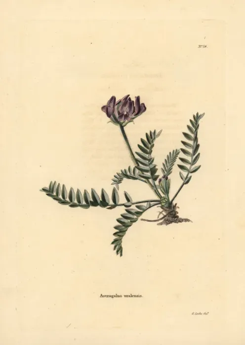 Framed Print : Ural axe vetch, Oxytropis uralensis Framed Print : Ural axe vetch, Oxytropis uralensis