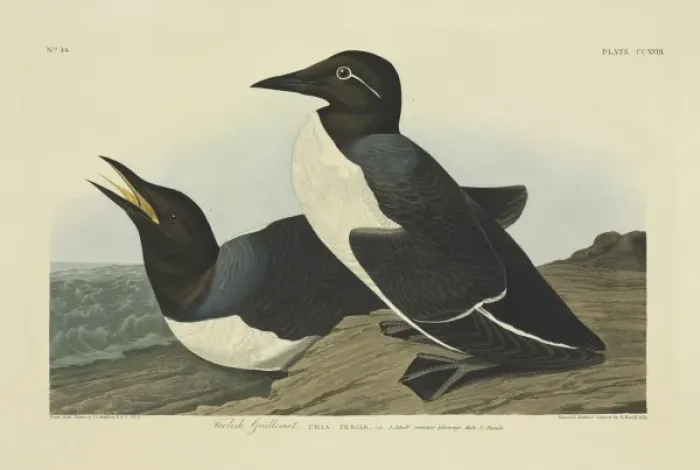 Framed Print : Uria aalge, guillemot Framed Print : Uria aalge, guillemot