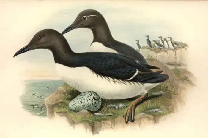 Framed Print : Uria aalge, guillemot Framed Print : Uria aalge, guillemot