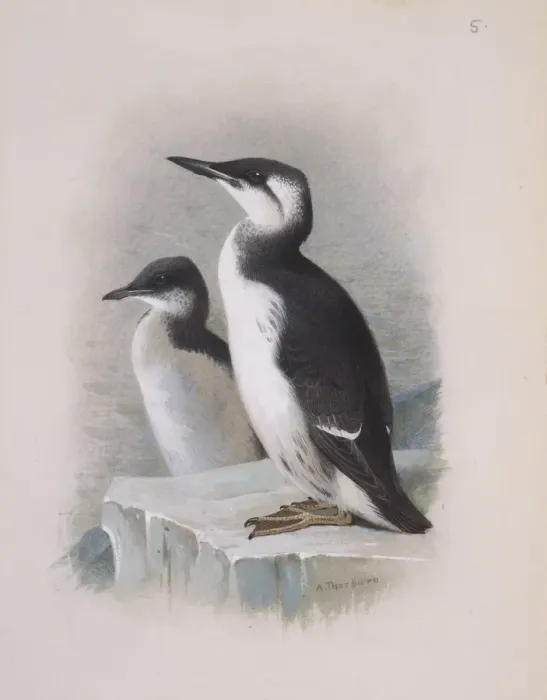 Framed Print : Uria lomvia, Brunnichs guillemot, U. aalge, guillemot Framed Print : Uria lomvia, Brunnichs guillemot, U. aalge, guillemot
