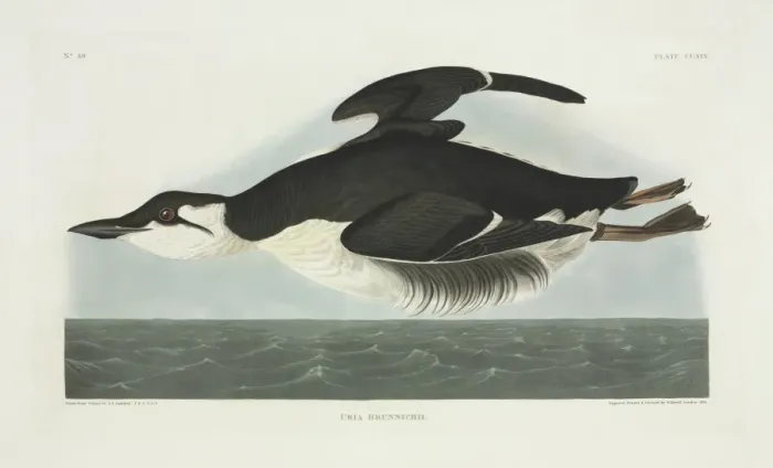 Framed Print : Uria lomvia, thick-billed murre Framed Print : Uria lomvia, thick-billed murre