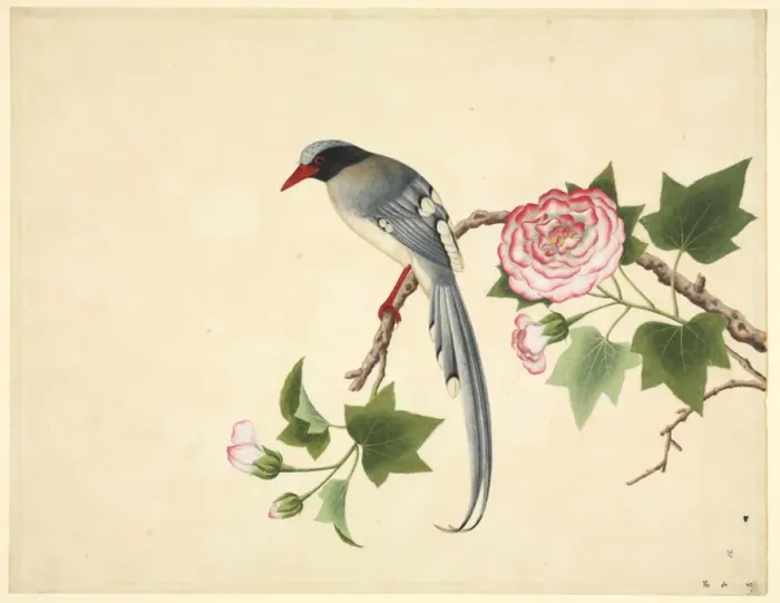 Framed Print : Urocissa erythrorhyncha, red-billed blue magpie Framed Print : Urocissa erythrorhyncha, red-billed blue magpie