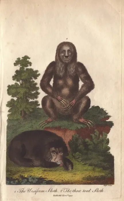 Framed Print : Ursiform sloth, Ursus labiatus, and three-toed Framed Print : Ursiform sloth, Ursus labiatus, and three-toed