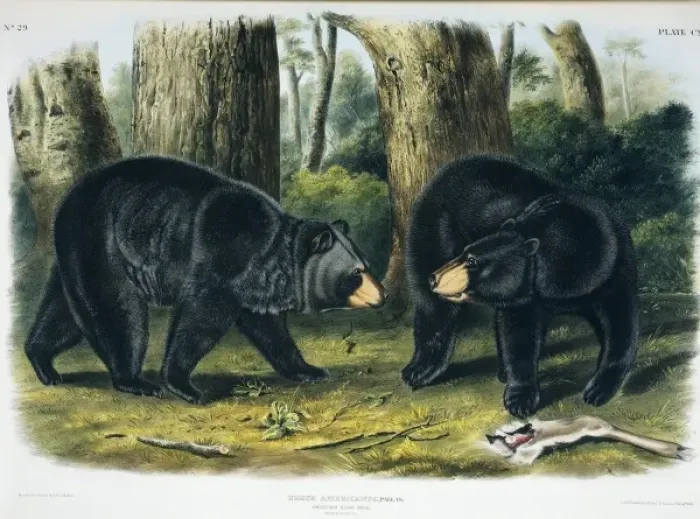 Framed Print : Ursus americanus, American black bear Framed Print : Ursus americanus, American black bear