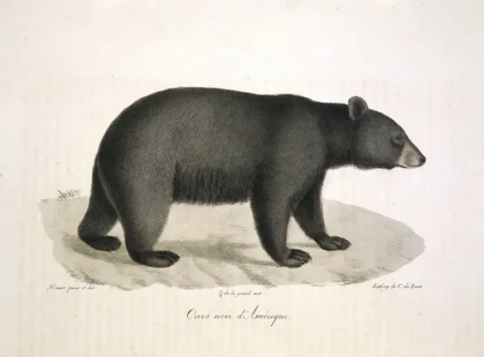 Framed Print : Ursus americanus, American black bear Framed Print : Ursus americanus, American black bear
