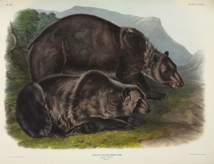 Framed Print : Ursus arctos, grizzly bear Framed Print : Ursus arctos, grizzly bear