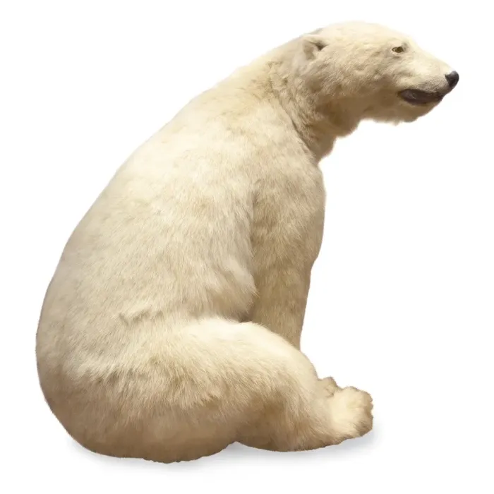 Framed Print : Ursus maritimus, Polar bear Framed Print : Ursus maritimus, Polar bear