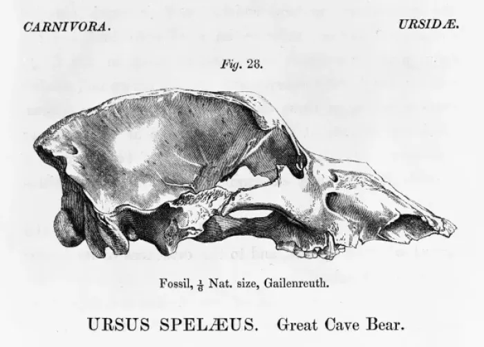Framed Print : Ursus speleaus, great cave bear Framed Print : Ursus speleaus, great cave bear