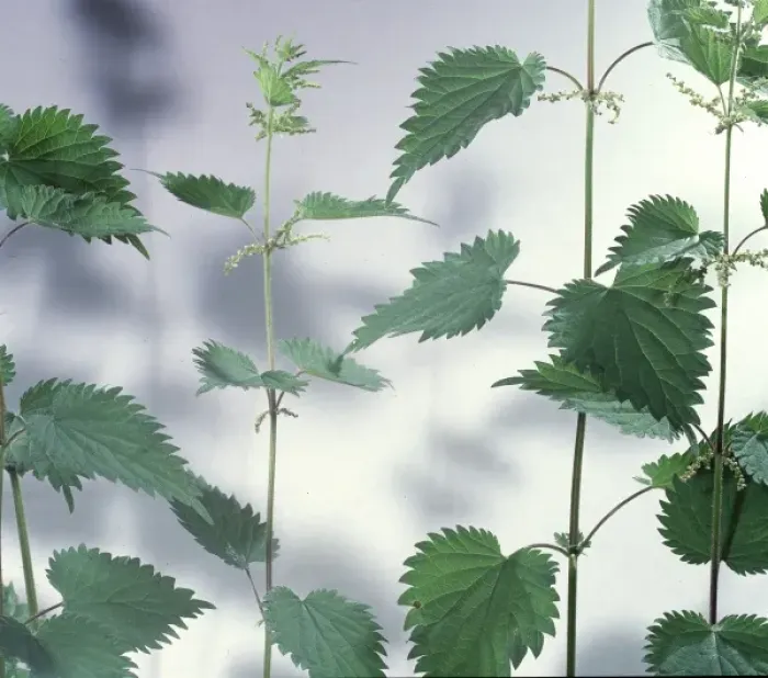 Framed Print : Urtica dioica, stinging nettle Framed Print : Urtica dioica, stinging nettle