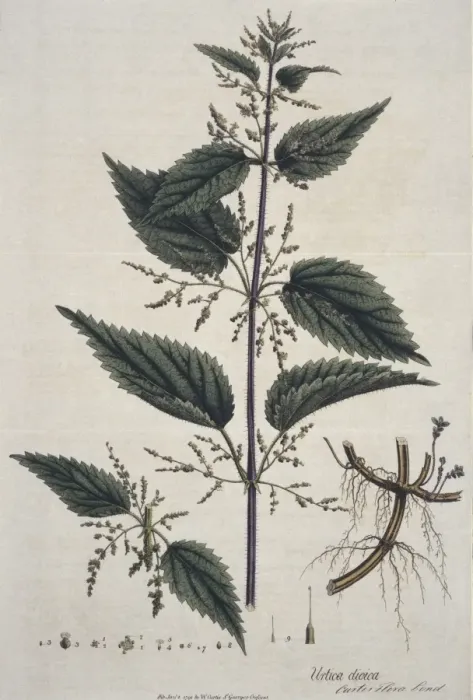 Framed Print : Urtica dioica, stinging nettle Framed Print : Urtica dioica, stinging nettle