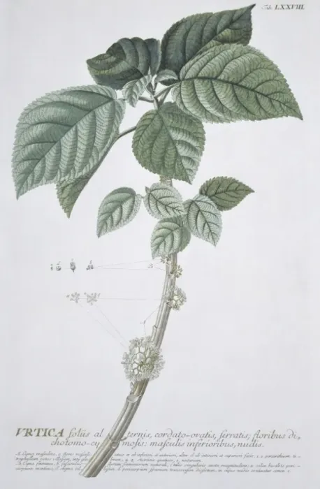 Framed Print : Urtica foliis, nettles Framed Print : Urtica foliis, nettles