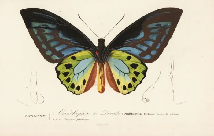 Framed Print : Urvilles birdwing butterfly, Ornithoptera Framed Print : Urvilles birdwing butterfly, Ornithoptera