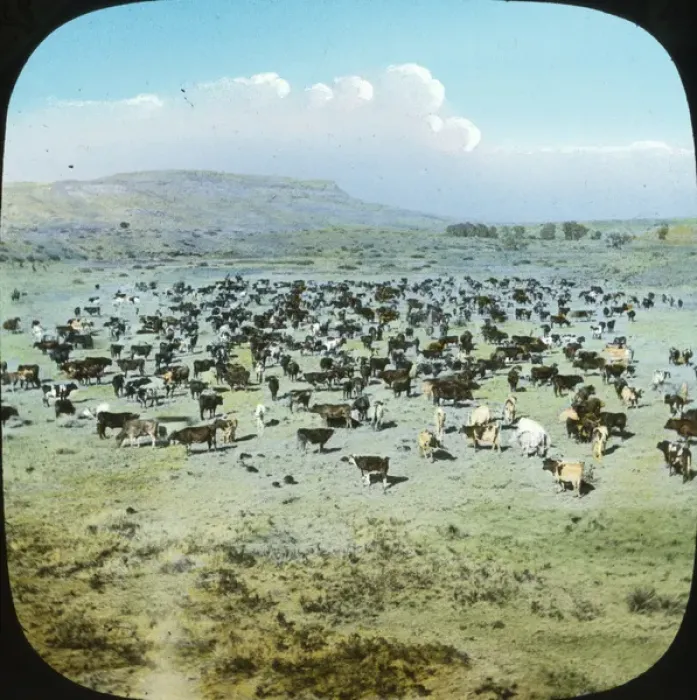 Framed Print : USA - Cattle Ranche, Montana Framed Print : USA - Cattle Ranche, Montana