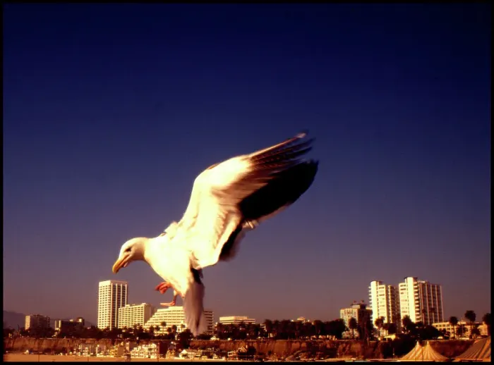 Framed Print : USA - Seabird Santa Monica California Framed Print : USA - Seabird Santa Monica California