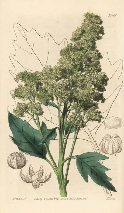 Framed Print : Useful quinoa, Chenopodium quinoa