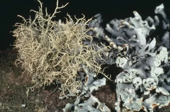 Framed Print : Usnea inflata, beard lichen Framed Print : Usnea inflata, beard lichen