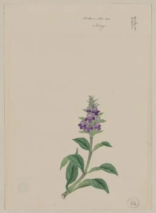 Framed Print : Utsubo so - May Framed Print : Utsubo so - May