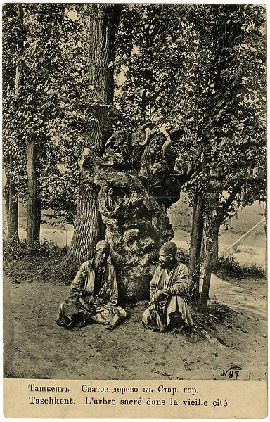 Uzbekistan - Tashkent - Sitting beneath ancient Sacred Tree