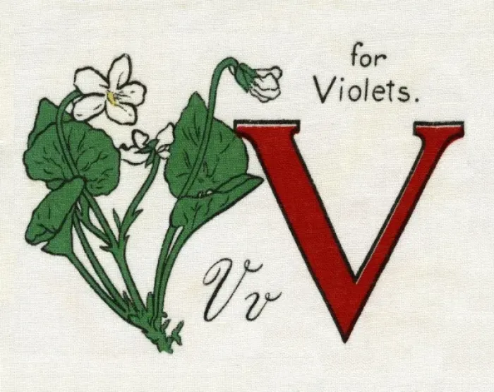 Framed Print : V for Violets Framed Print : V for Violets