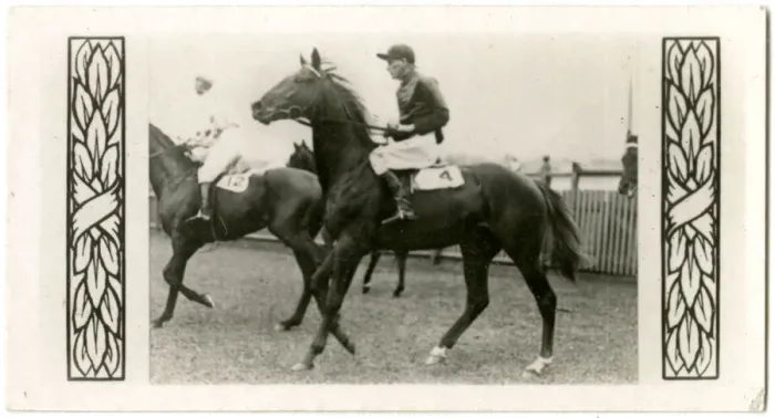 Framed Print : Vaals, Australian race horse Framed Print : Vaals, Australian race horse