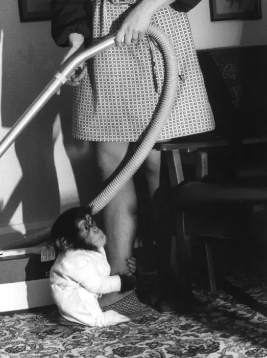 Framed Print : Vacuuming with a Chimp