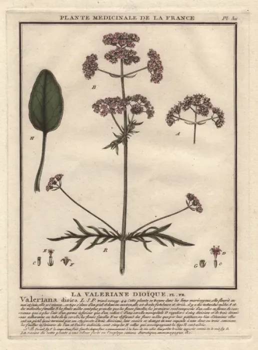 Framed Print : Valerian, Valeriana officinalis Framed Print : Valerian, Valeriana officinalis