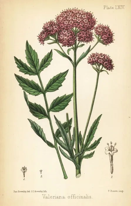 Framed Print : Valerian, Valeriana officinalis Framed Print : Valerian, Valeriana officinalis