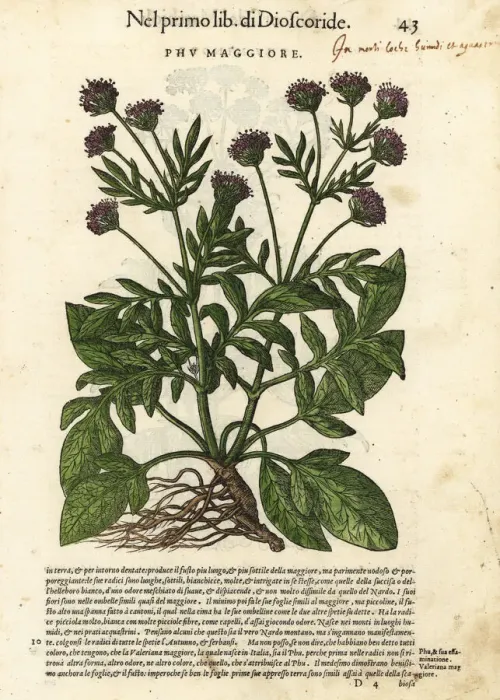 Framed Print : Valerian, Valeriana officinalis Framed Print : Valerian, Valeriana officinalis