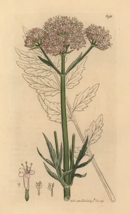 Framed Print : Valerian, Valeriana officinalis Framed Print : Valerian, Valeriana officinalis
