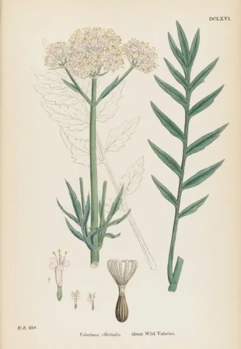 Framed Print : Valeriana Officinalis Framed Print : Valeriana Officinalis