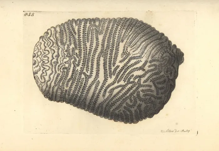 Framed Print : Least valley coral, Leptoria phrygia Framed Print : Least valley coral, Leptoria phrygia